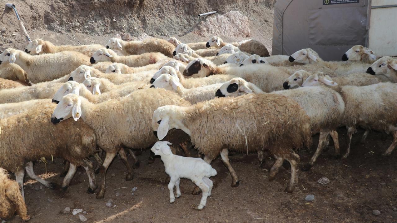 2188131