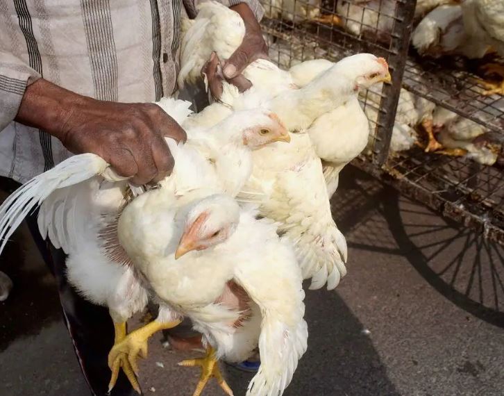 Avian-flu