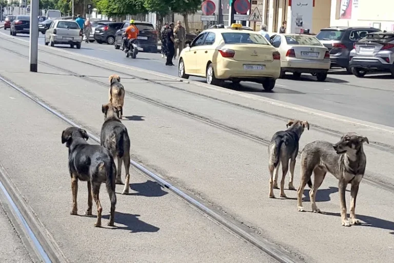 chiens-1