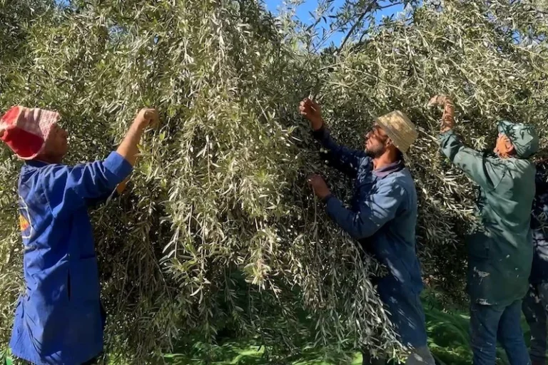 Al-Moutmir-olives-Al-Haouz5