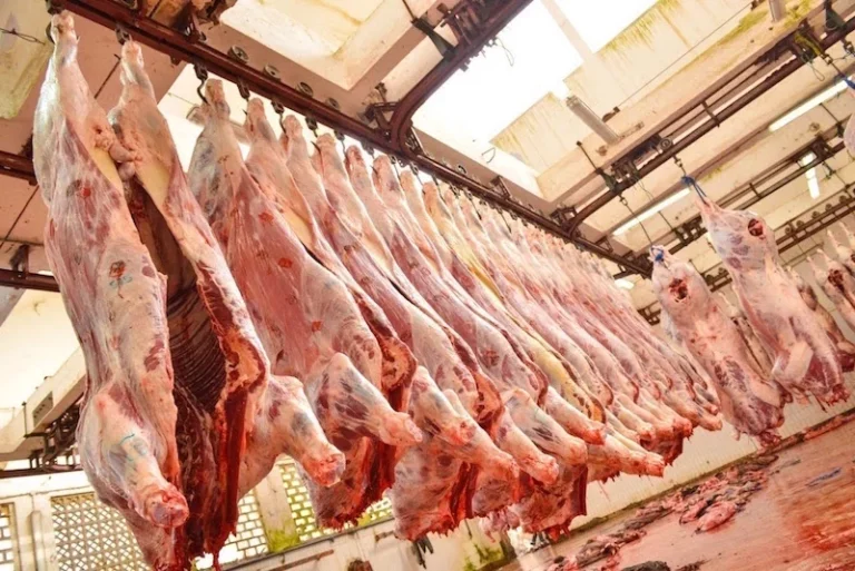 viande-copie