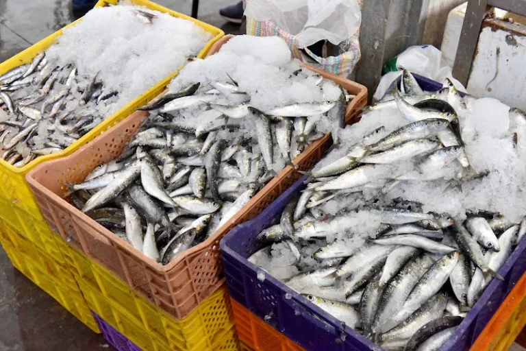 poisson-sardine