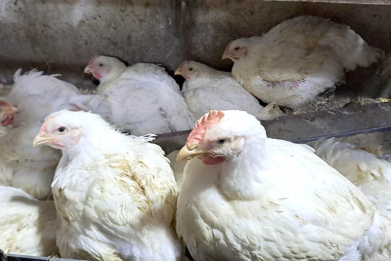 poulet-2